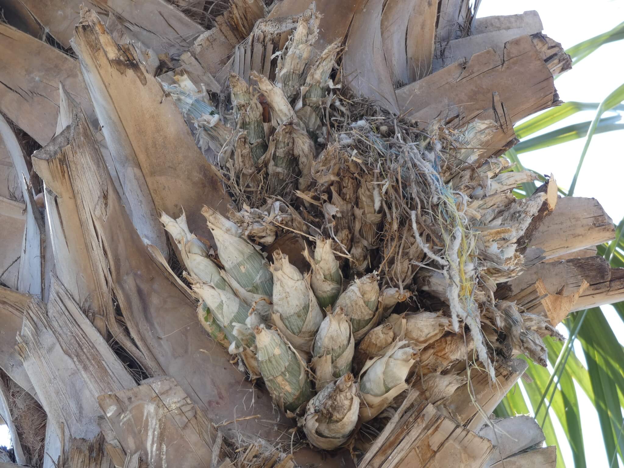 Clowesia thylaciochila